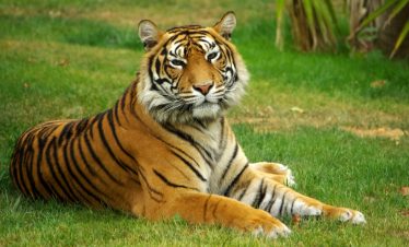 Wildlife Tour in Nepal