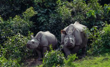 Chitwan National Park Jungle Safari