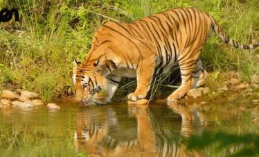 Bardia National Park Jungle Safari
